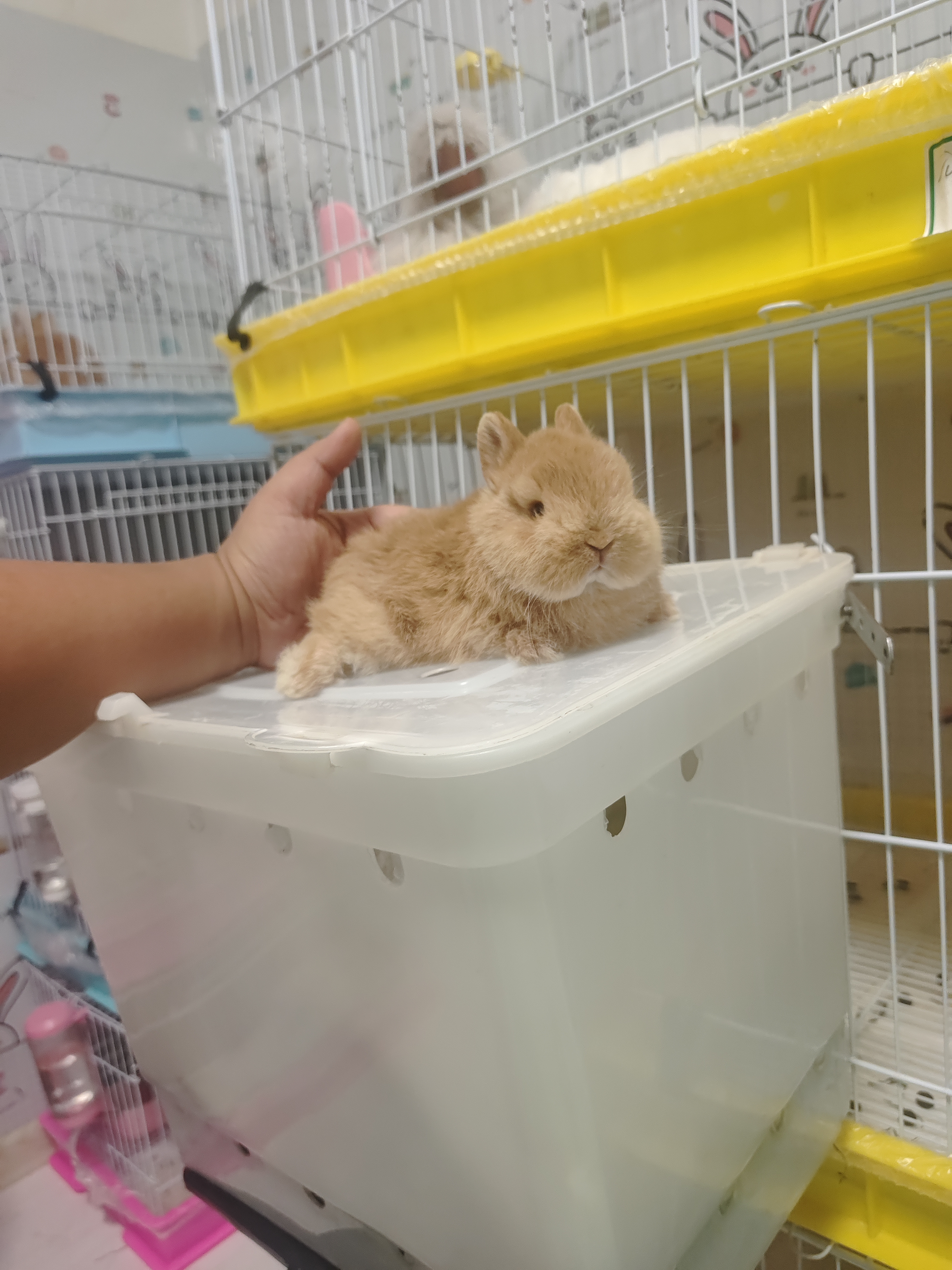 双血侏儒兔黄色妹妹（高品）包成年品相